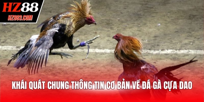 Khái quát chung thông tin cơ bản về đá gà cựa dao